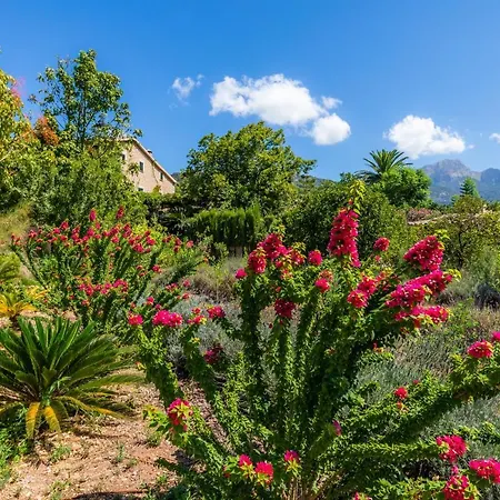 Ca's Curial - - Adults Only * Soller