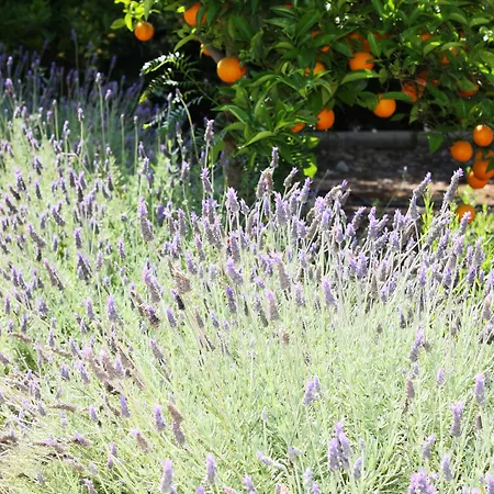 Ca's Curial - - Adults Only Farm stay