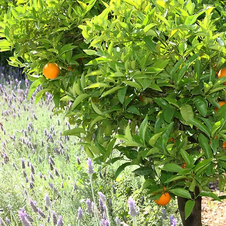 Ca's Curial - - Adults Only * Soller