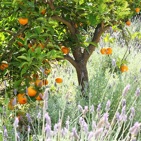 Ca's Curial - - Adults Only Soller