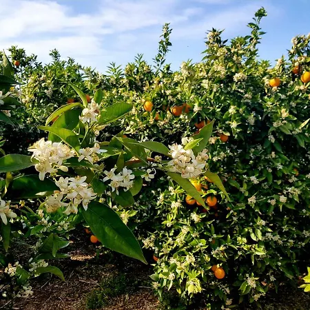 Ca's Curial - - Adults Only Farm stay *